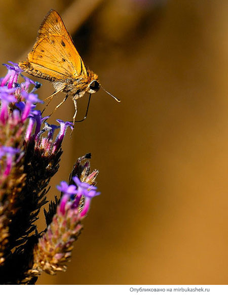 Бабочка на взлете